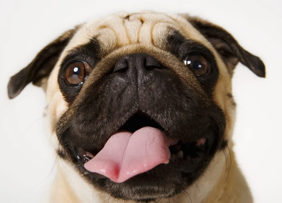 Shiat, pug beige con máscara negra